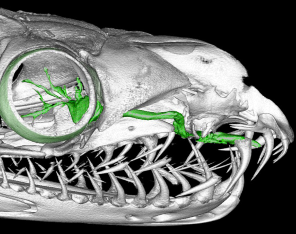 Anatomi Mata Ular
