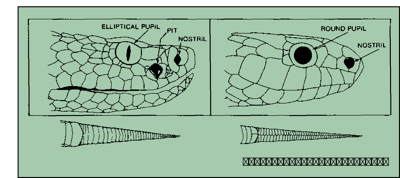 Ciri-Ciri Ular Berbisa