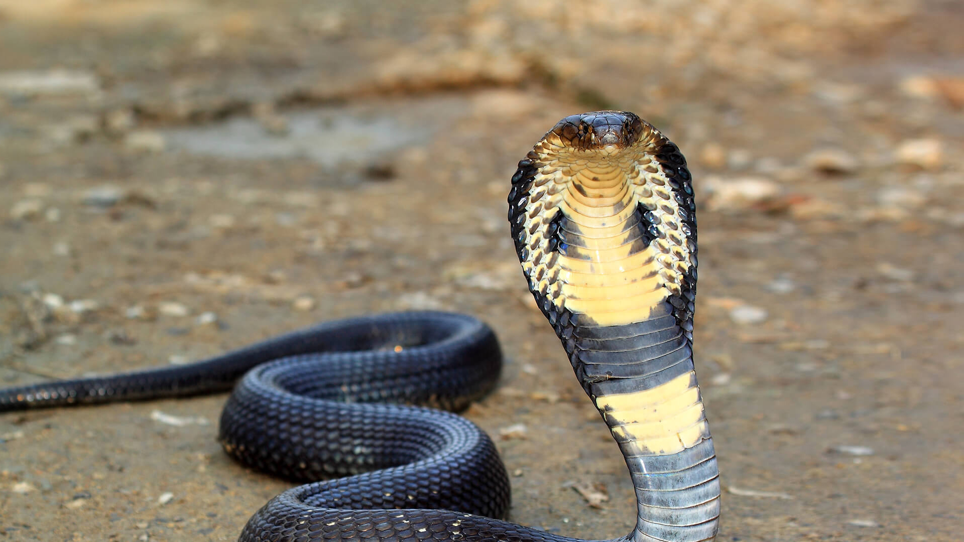 Bagaimana Sistem Pertahanan Cobra Digunakan