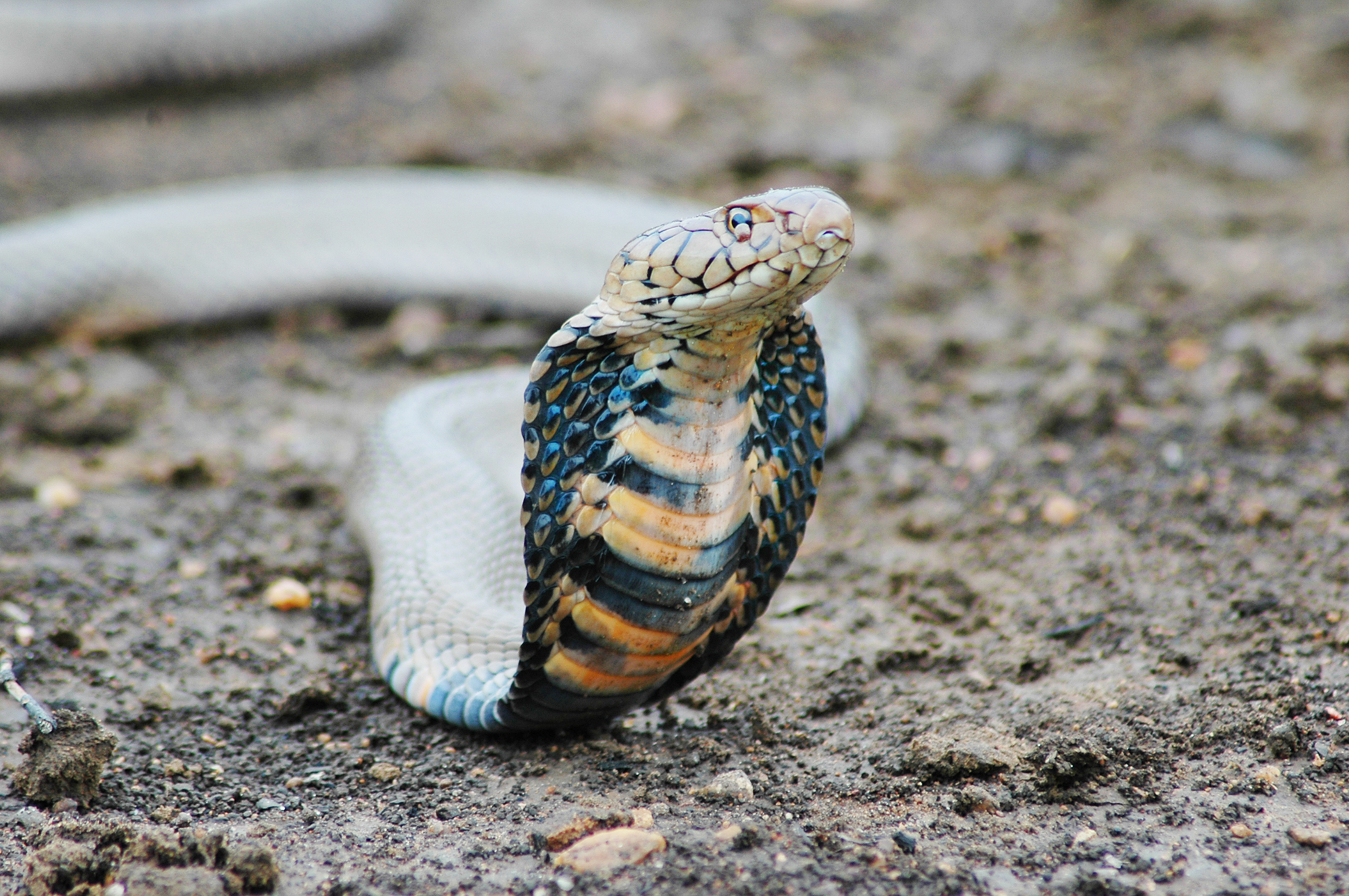 Predator Ular Di Hutan Hujan