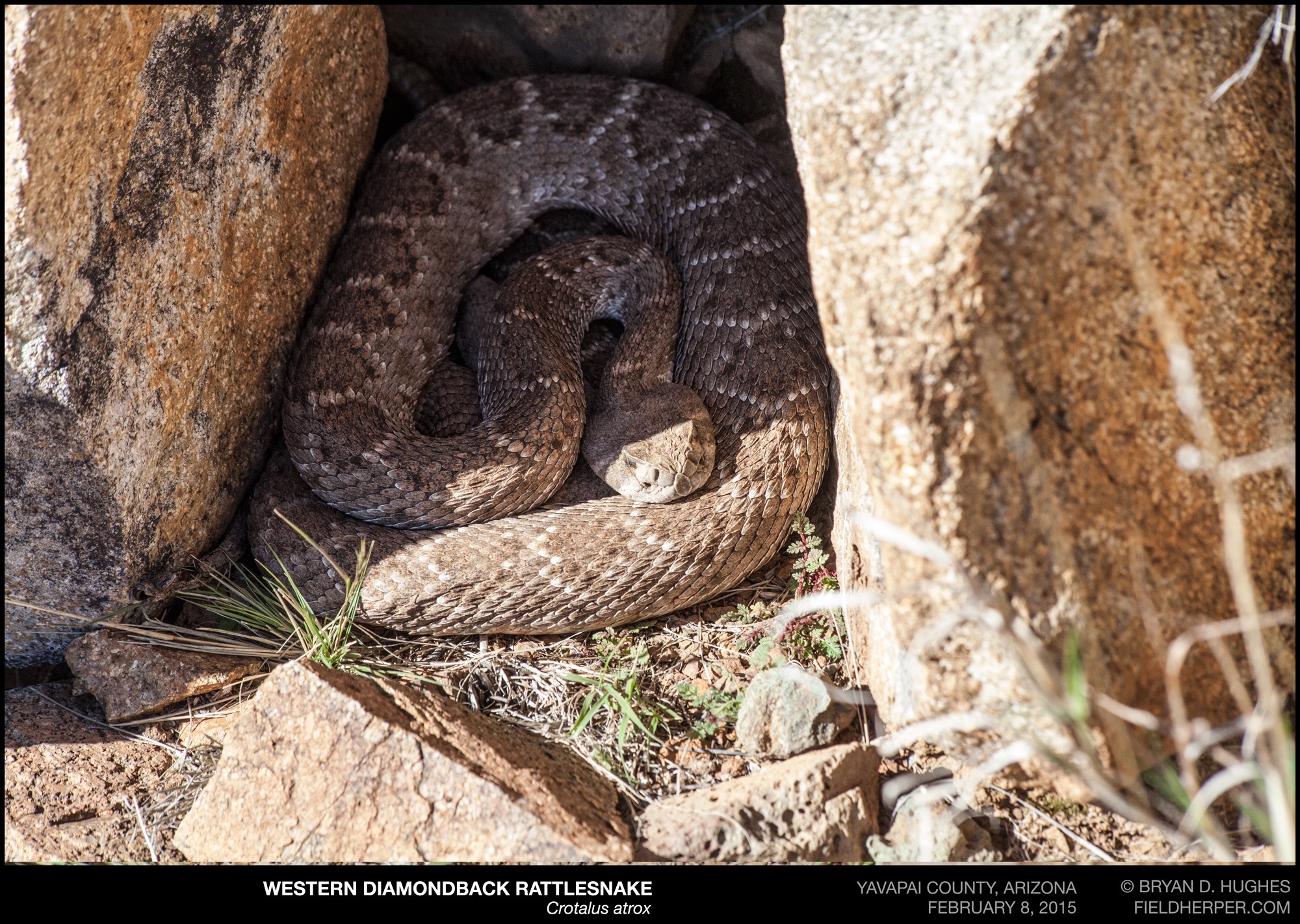 Tanda Hibernasi