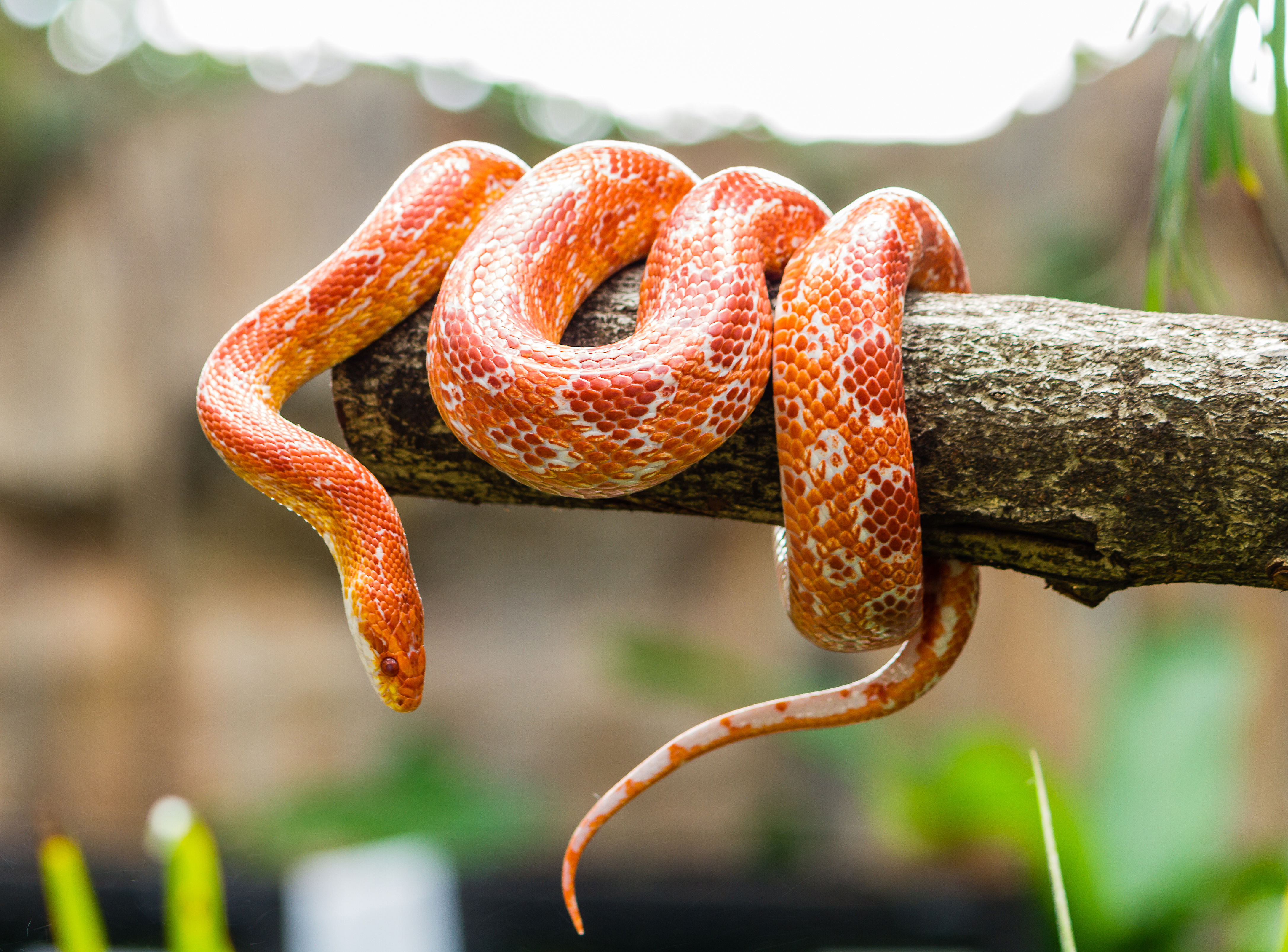 Predator Ular Di Hutan Hujan