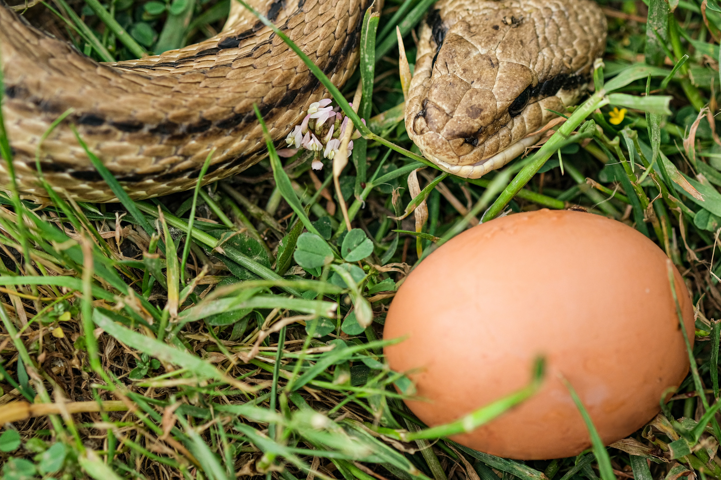 Jenis Telur yang Dimakan Ular