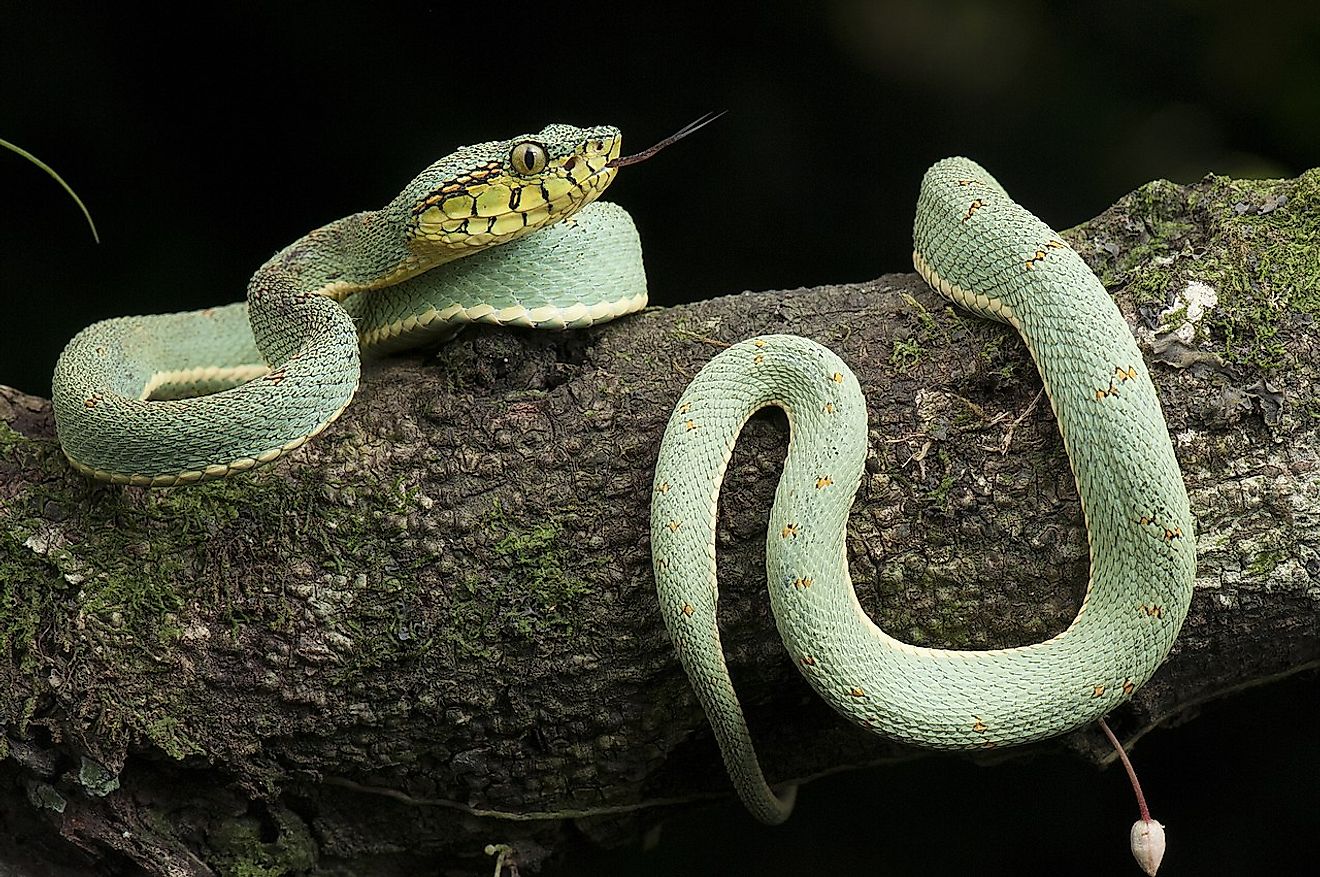 Jenis Ular Yang Ditemukan Di Hutan Hujan