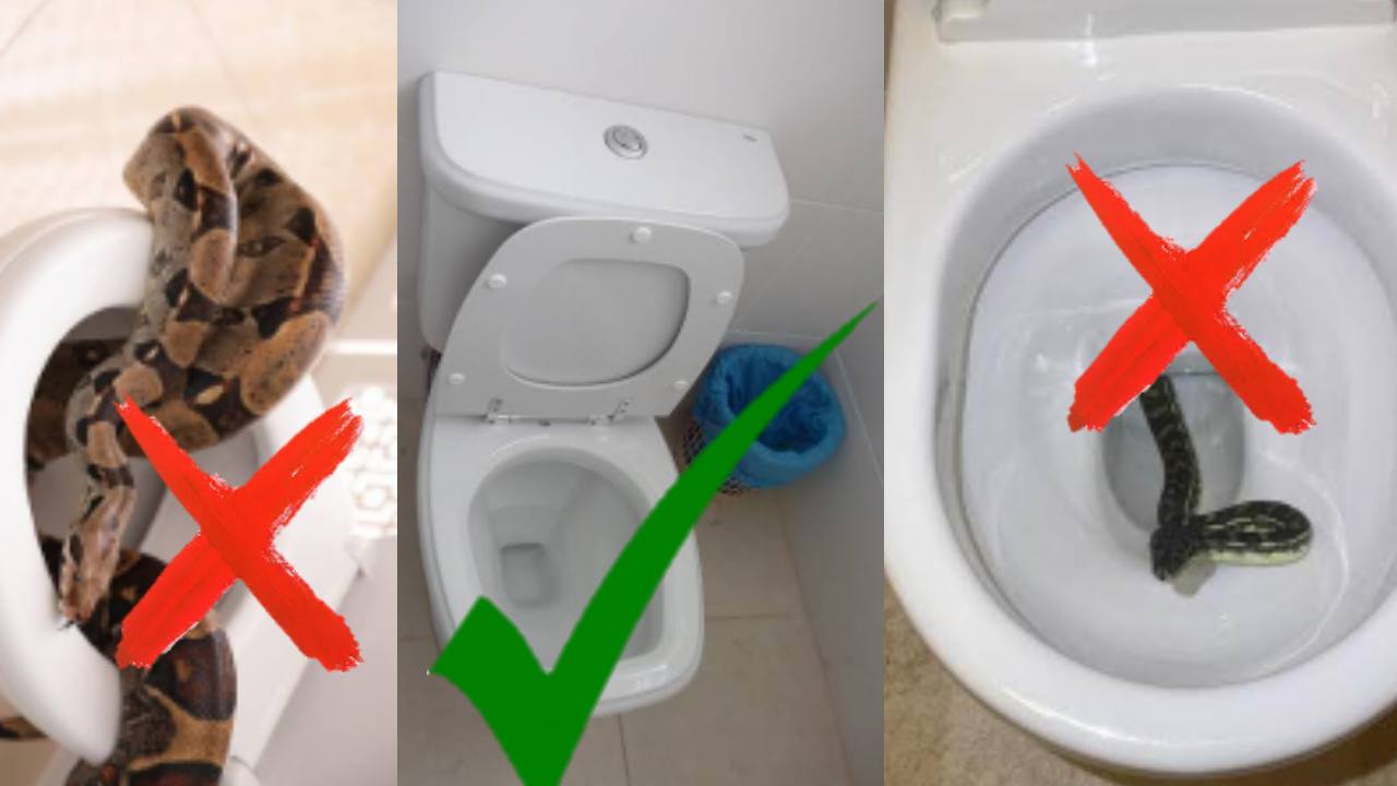 Cara Mencegah Ular Masuk ke Toilet