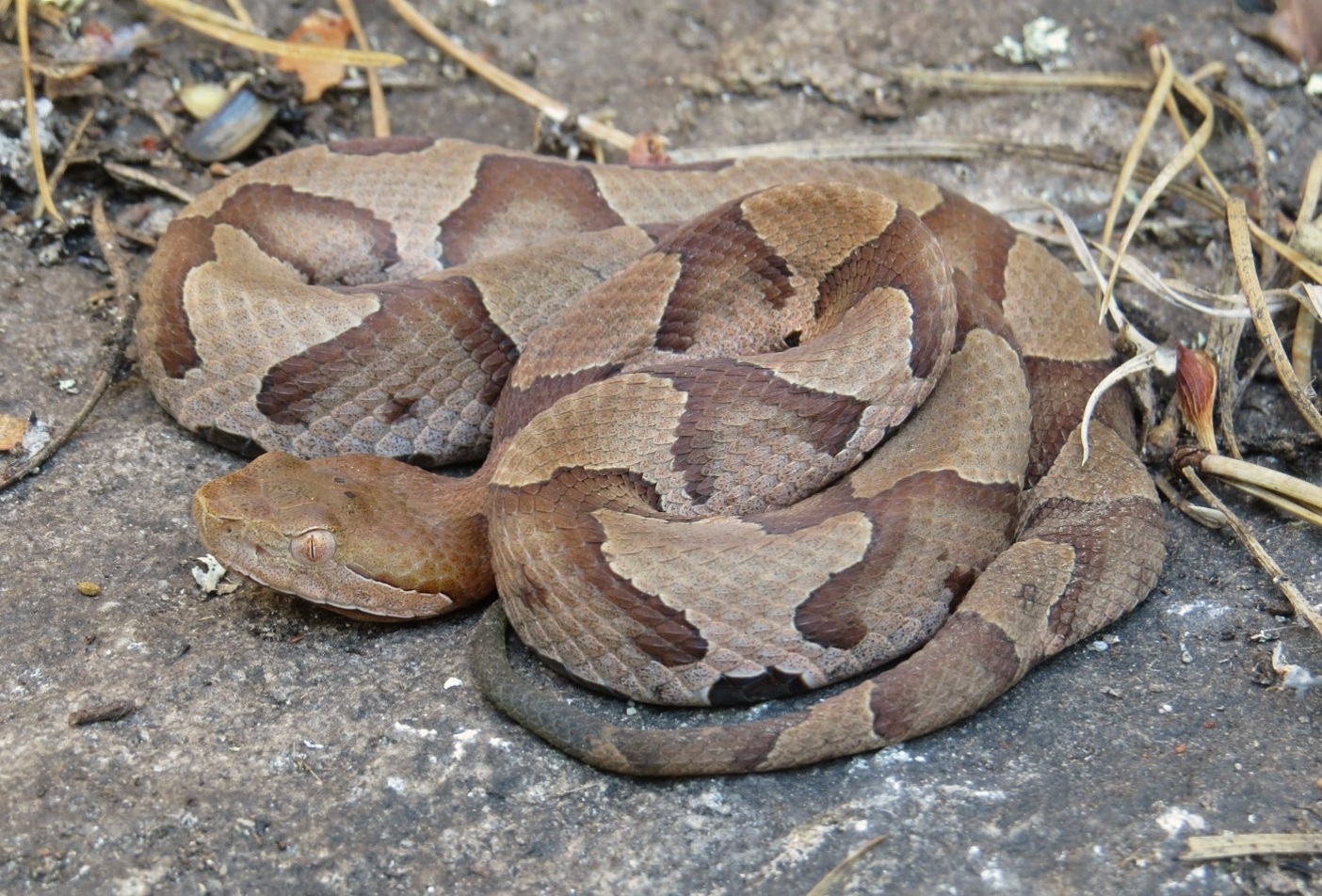 Apa yang Menarik Ular Copperhead ke Rumah Anda